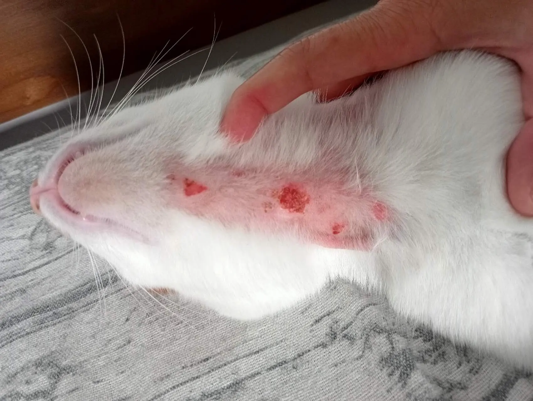 Cross can't help not to scratch himself